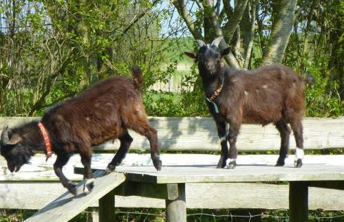 Das Koogsbauernhaus - Foto 31