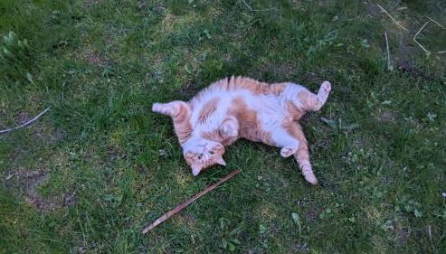 Hallenburgblick - Foto 5