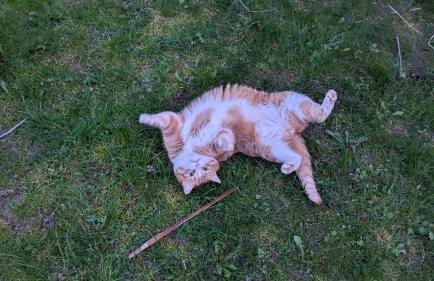 Hallenburgblick - Foto 5