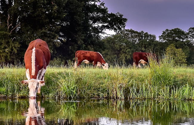Dreamy Chalet With a Covered Terrace, Close to Nature - Foto 27
