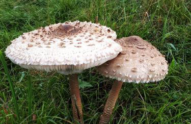 Kolej na sudety - Foto 78