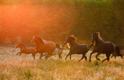 Dom na Krzemienicy - Foto 16