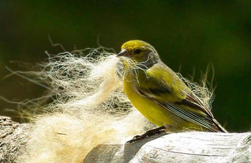 Bungalow en parc natural del Ter 2000 metres - Foto 31