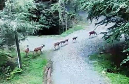 Serene & Cozy - Peaceful View - Fireplace - Creek - Foto 30