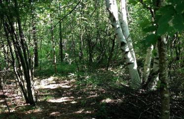 Magical Off-Grid Cottage Rental for Weekend Getaways in Upstate NY - Foto 5