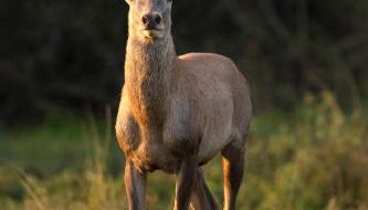 Gîte La Petite Roche - Photo 2