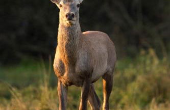 Gîte La Petite Roche - Foto 2