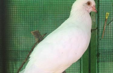 Agriturismo Barcola - Foto 12