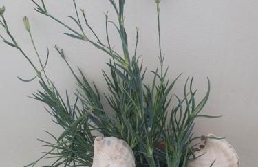 Bracciera Lipsi Apts 3 - Foto 20