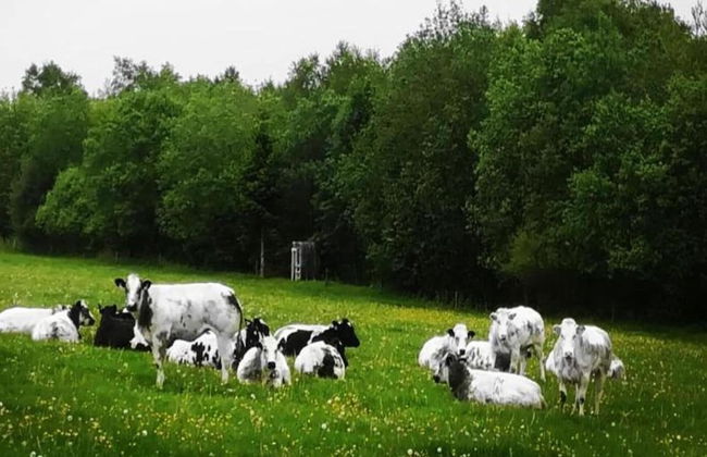 Stavelot Sauna & Garden Stay - Foto 38