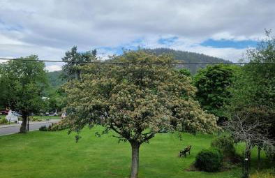 Spacious cosy welcoming cottage - Foto 23