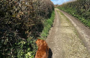 Meadowside Cottage, Characterful Grade 2 Listed Cottage near to Wadebridge and Padstow - Foto 32
