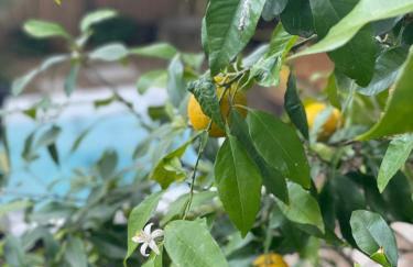 Maison dans les Arbres, SPA, Tennis, Parking - Photo 12