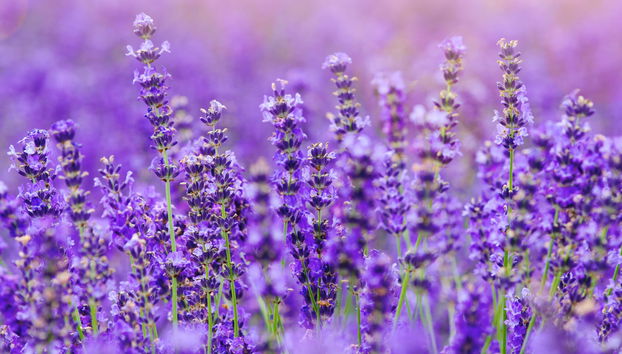Visite de la Maison de la Lavande