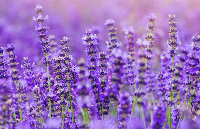 Visita a la Maison de la Lavande - Foto 5