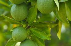 Quinta da Utopia - Foto 48