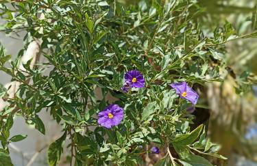 Le Casette casa vacanze - Foto 5