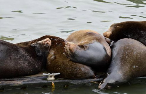 Astoria Painted Lady Historic Apt with River View! - Foto 26