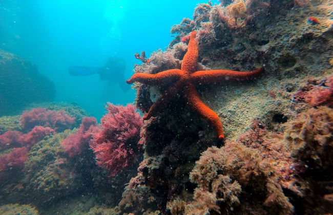 Bautismo de buceo en Calpe - Foto 6