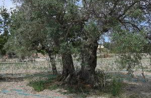 Agriturismo Donna Beatrice - Foto 42