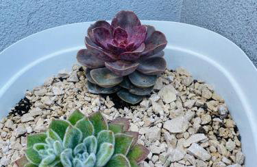 Apartmani Roxy - Foto 17