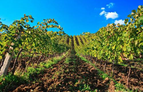 Relais Abbazia Santa Anastasia Resort & Winery - Foto 108