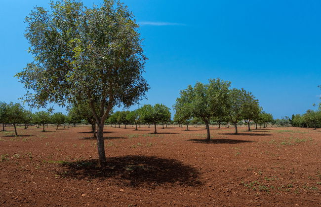 Son Viquet - Foto 41