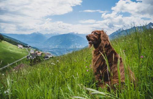 Ferienwohnungen Wiesbauer - Foto 13