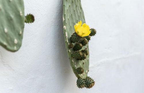 Nonna Elvira - Foto 6