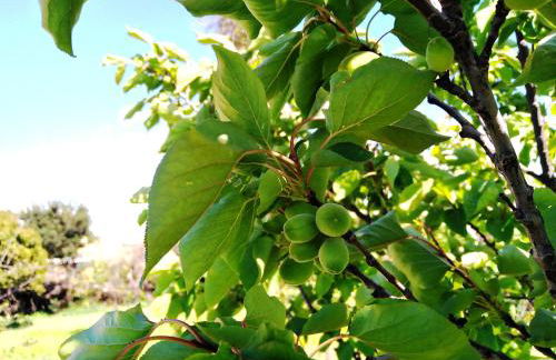 Villa Elaia - Foto 22