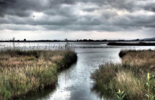 LA PAU DEL DELTA - Foto 39