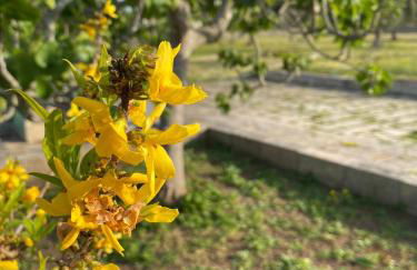 Uliveto Sant' Isidoro - Foto 49