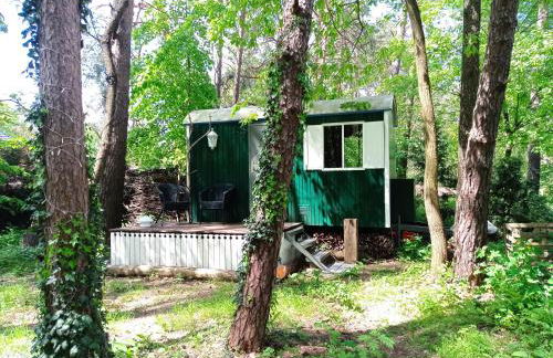 Wald und Wohlsein - Foto 43