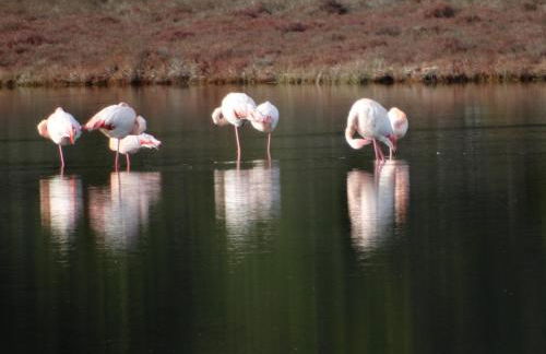 Maison du Midi, 2 Gîtes de charme - Foto 67