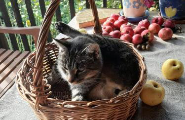 Jabłkowo-na skraju Puszczy Boreckiej ŚNIADANIA W CENIE - Foto 76