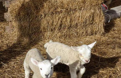 Bran Goesgoch - Foto 16