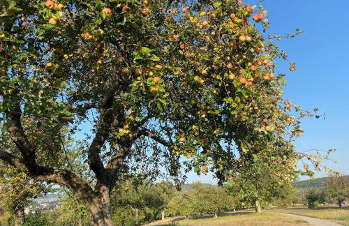 Öko-Fachwerkhaus am Schwarzwald - Foto 7