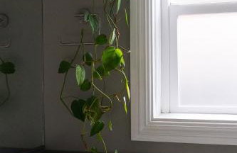 Lovely Culver City Home 8 Mins to Beach Close to LAX - Foto 19