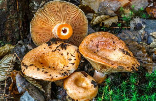 Casa Rural Camino de la Fuente - Foto 49