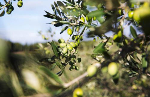 Villa Di Capovento - Photo 106