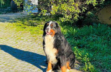 Quinta Castanheiro da Penha - Alegrete - Portalegre - Alentejo - Foto 27