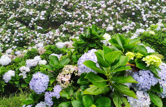 Excursión a Colonia Tovar - Foto 6