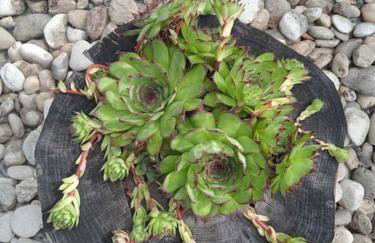 Family Green apartman Carlo - Foto 24