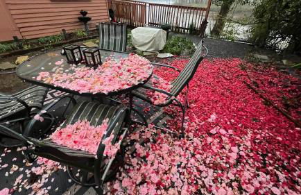 Blue Heron Sanctuary & Serene, river-front cottage - Foto 36