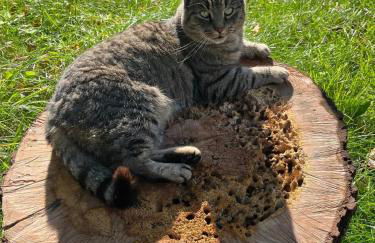 Pfarrhaus Tollensesee - Foto 76