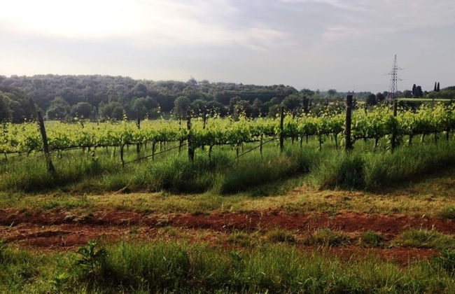 Agriturismo Podere Ficareto - Foto 65