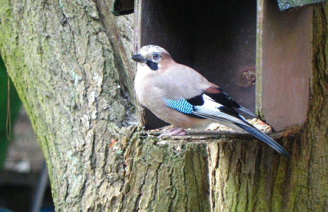 Peaceful Chalet Retreat - Foto 22