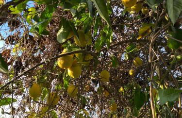 Villa Avril piscina privada y amplias terrazas - Photo 12