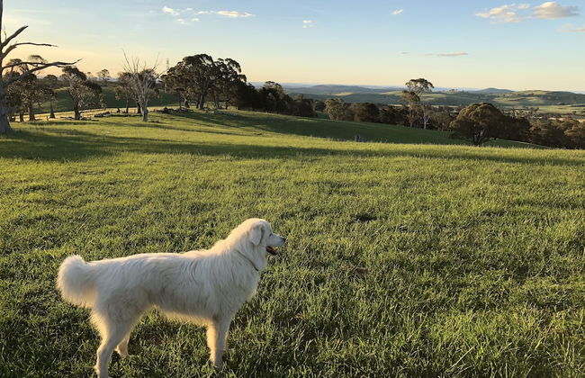 High Country Trail Rides & Farm Stay - Foto 17