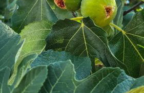 Holiday home Smokvin Hlad - Photo 31